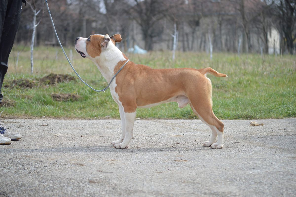 Lucifer Of Cole Elegant Of Berbatovic | American Staffordshire Terrier 
