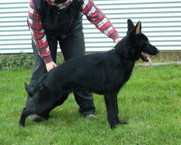 Lex von der Teufelskehle | German Shepherd Dog 