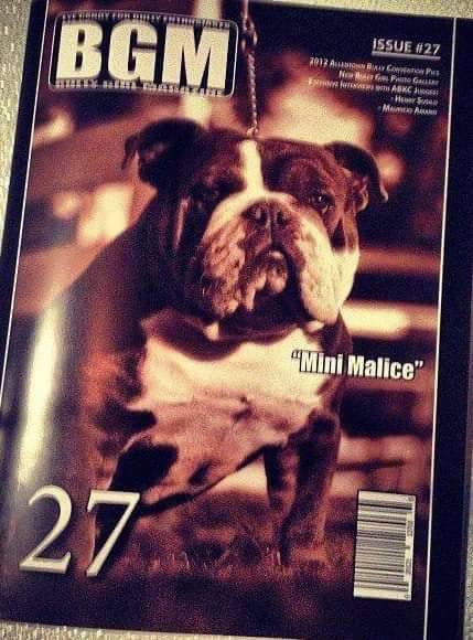 Hellrazzor's Malice | Olde English Bulldogge 