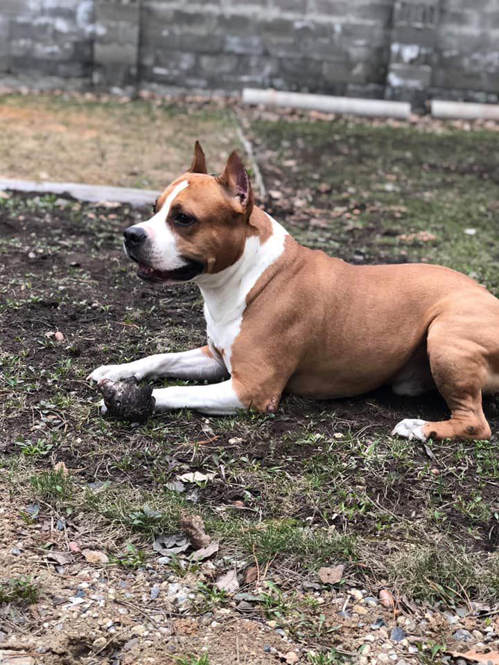 NALS VISTA WIZARD DEN | American Staffordshire Terrier 