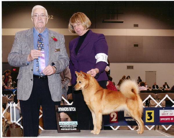 Dv9k9'S dazzling winter wonderland | Finnish Spitz 