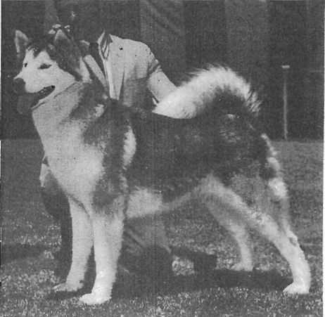 Timberlane's Tasha | Alaskan Malamute 