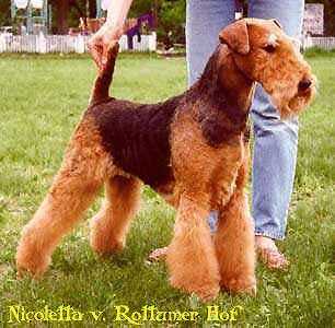 Nicoletta vom Rottumer Hof | Airedale Terrier 