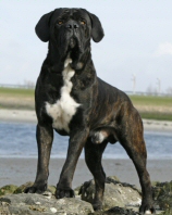 Federico Dei Re Di Roma | Cane Corso 