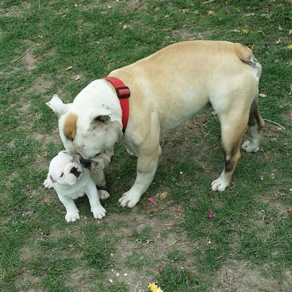 Miranda's Capone Mr. Pig | Olde English Bulldogge 