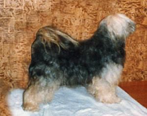 TOP DOG'S PRINCESS SERYULA | Tibetan Terrier 