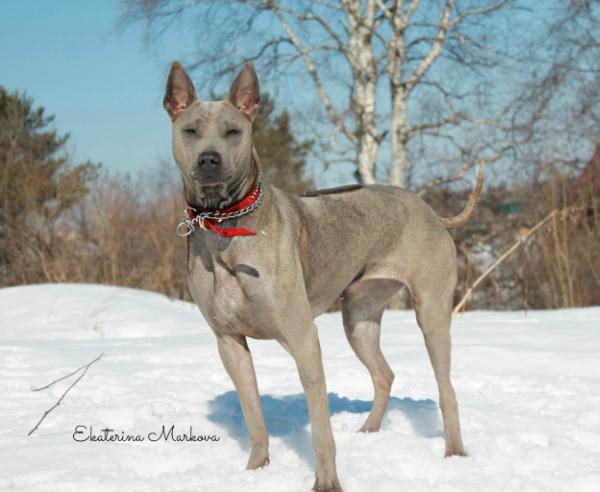 Rutt merienela wildflower lotus | Thai Ridgeback 