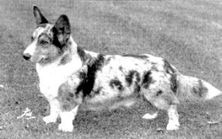 Kentwood Brenin | Cardigan Welsh Corgi 