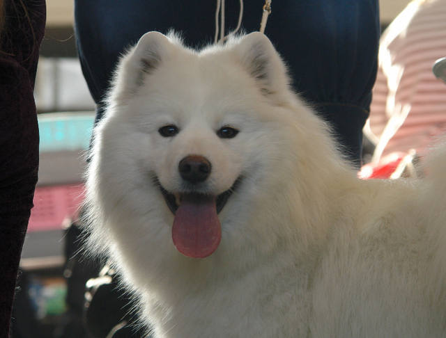 KARAMELKA BELAYA LDINKA | Samoyed 