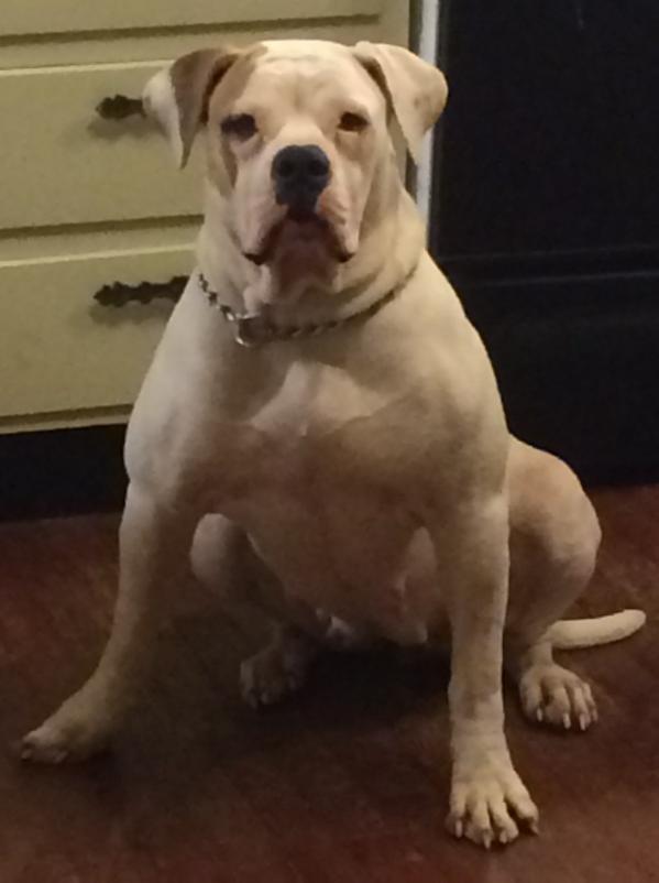 Muniz's B.B. | American Bulldog 