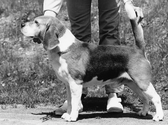 Page Mill Oscar | Beagle 