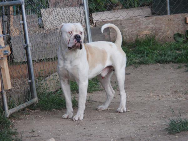 Capitol City ABs Mack | American Bulldog 