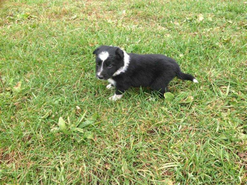 Skunk | Border Collie 