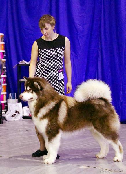 NORD CRYSTAL BEAR GRIZLI | Alaskan Malamute 