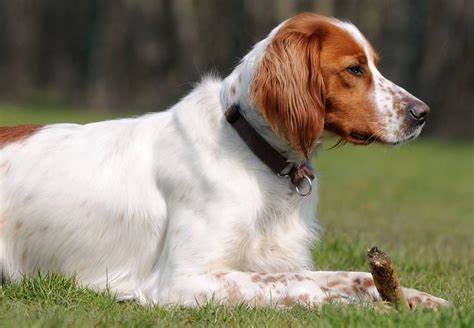 Irish Red and White Setter