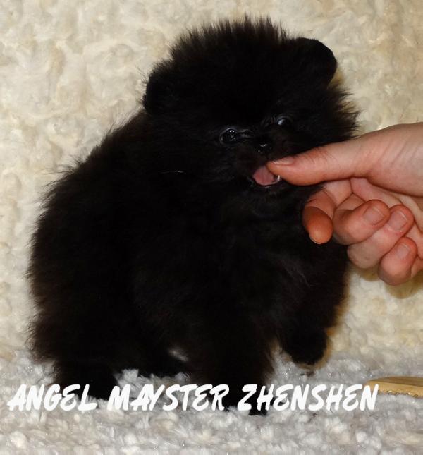 Angel Mayster Zhen-Shen | Pomeranian 