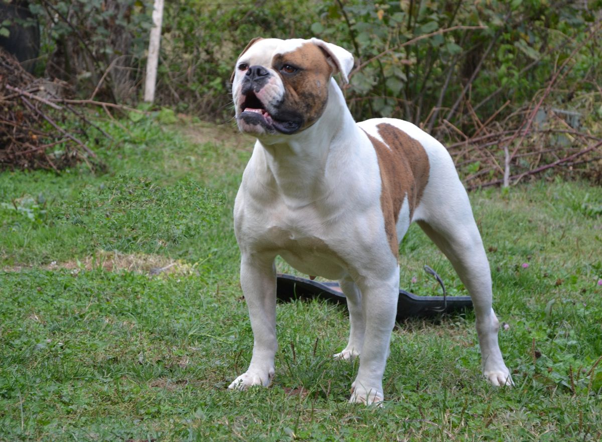 Lowrider Miss Dynamite | American Bulldog 