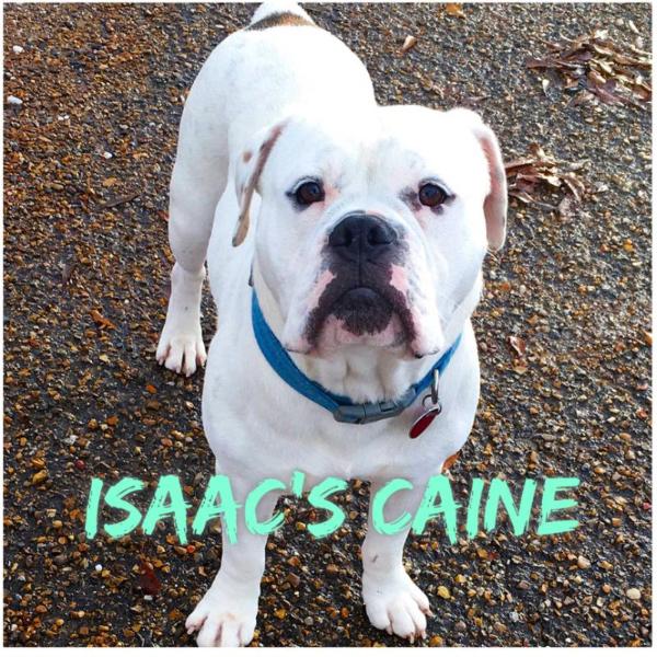 Isaac's Caine of Movie Star Bulldogs | Olde English Bulldogge 