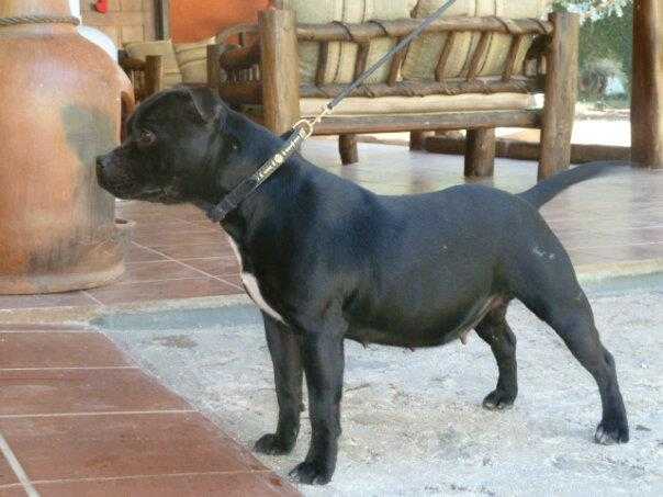 D´SPAIN FUEGO NEGRO AFRICA | Staffordshire Bull Terrier 