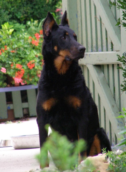 Regate des Assiers | Beauceron 