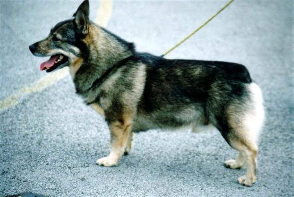 Västhof'S Alec-Guinness | Swedish Vallhund 