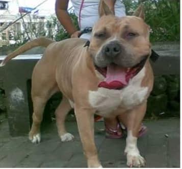 TREBZWEB HAGRID | American Pit Bull Terrier 