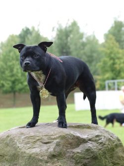 A-Valkyrja Acherontia Atropos | Staffordshire Bull Terrier 