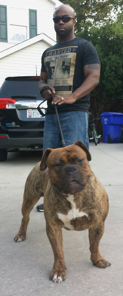 BuffaloCreek's Bane | Olde English Bulldogge 