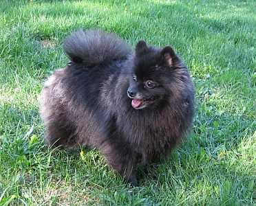 SHAFRAN SHEENY MELY'S TINNY BEAUTY | German Spitz 