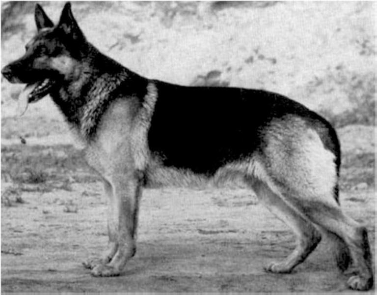 Alf vom Nordfelsen | German Shepherd Dog 