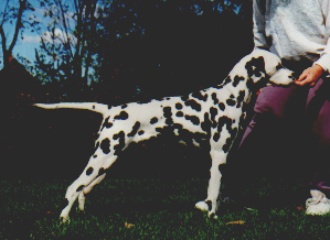 Cranbrooke Talk Of The Town | Dalmatian 