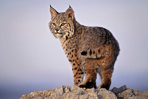 american bobtail