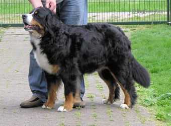 XSEYRA van de BUUT VRIJ HOEVE | Bernese Mountain Dog 