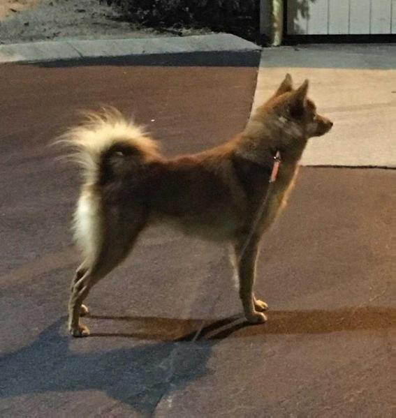 Ajuaq's Mighty Mikko of Skandia | Finnish Spitz 