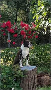 Privilege du Blanc | Boston Terrier 