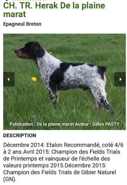 HERAK de la Plaine Marat | Brittany 