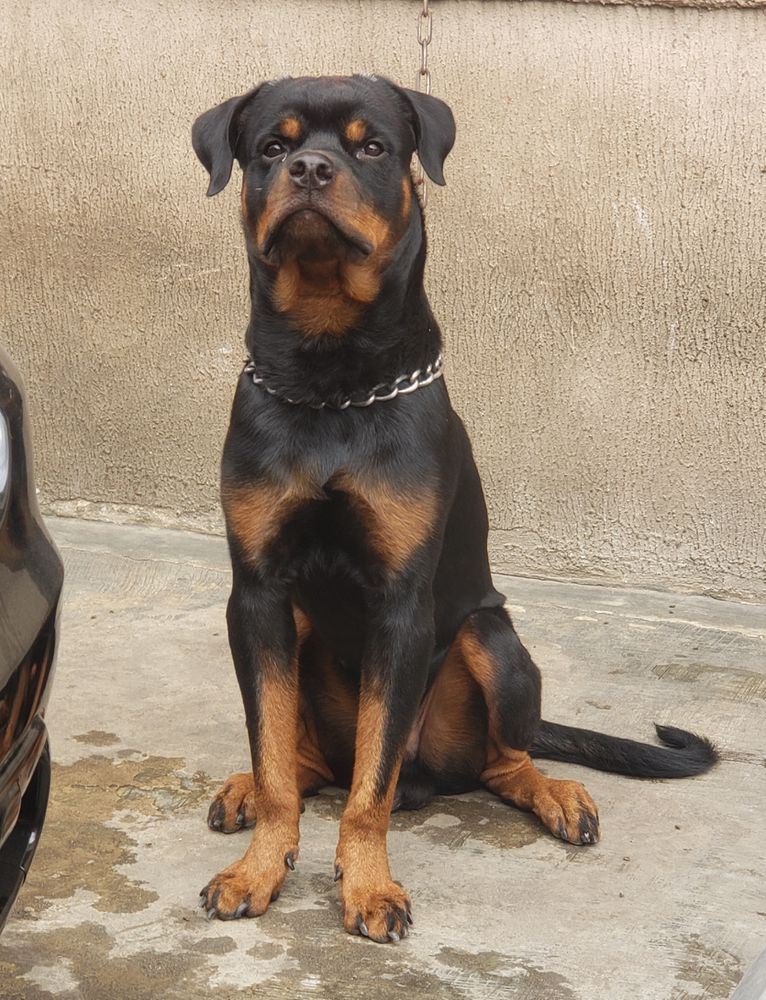 Darktan's Django | Rottweiler 