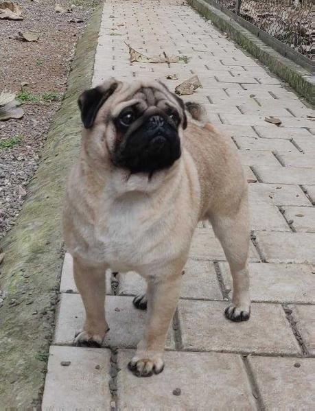 LITTLE MUSKETEERS NANDLANDS MAX | Pug 