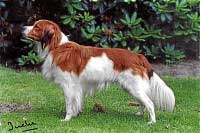 Nobly-Trusty Yalinke v Muskyteira | Kooikerhondje 