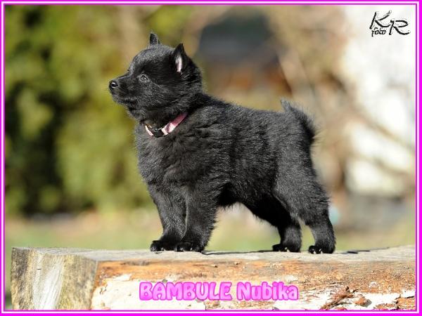 BAMBULE Nubika | Schipperke 