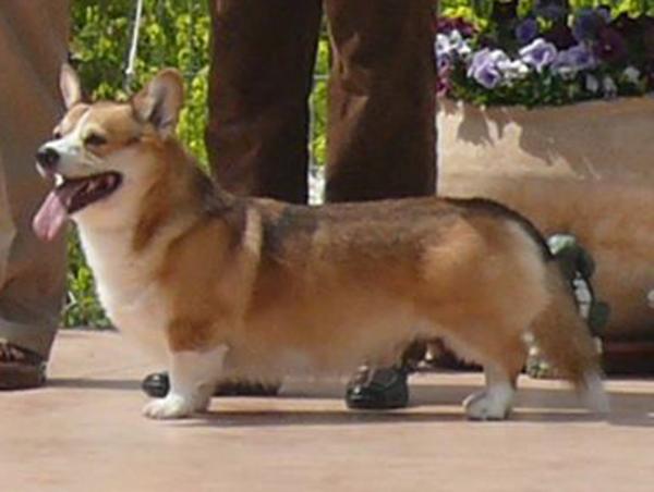 Laif Spring Nikolas | Pembroke Welsh Corgi 