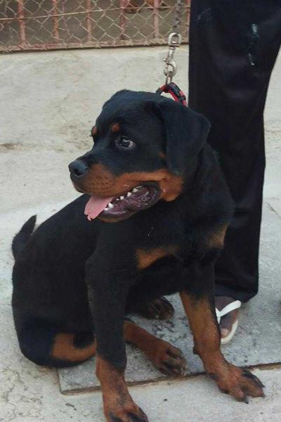 Yale Boyka | Rottweiler 