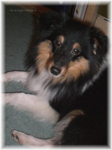 Frine vom Spirit of Shetland | Shetland Sheepdog 