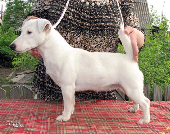 Olle Laki Star Prichuda Niks Noks | Jack Russell Terrier 