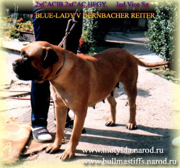 Blue-Lady V Dernbacher Reiter | Bullmastiff 