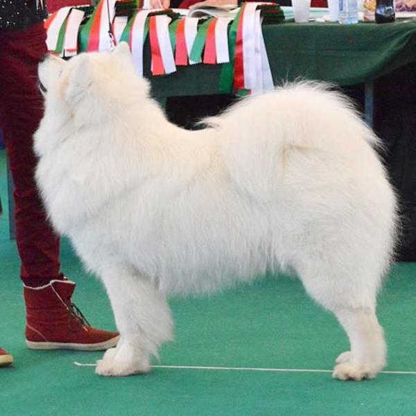 Arctic Aivik FURRY JIP | Samoyed 