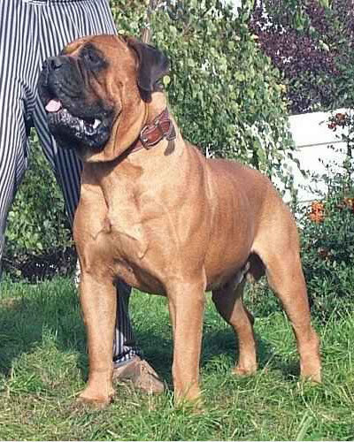 Bodyguard V Frankental | Bullmastiff 