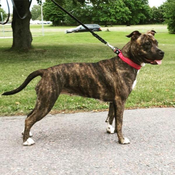 Dreamstone Dark Jewel | American Staffordshire Terrier 