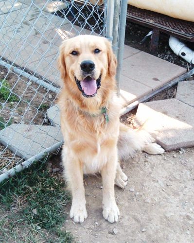 Mason the Magnificent | Golden Retriever 