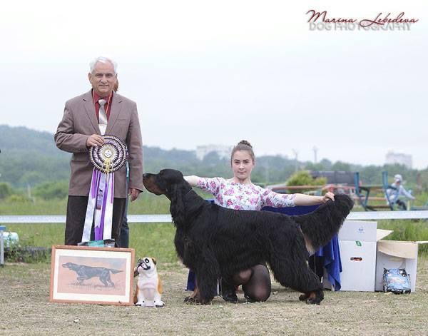 Goango Black Hakuna Matata ‘ | Gordon Setter 